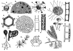 EB1911 Algae - Fig. 2.-Chlorophyceae.png