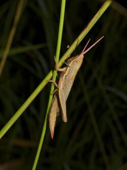 Elegant Grass-mimicking Grasshopper (Leptacris elegans) (14008906395).jpg