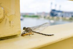 Elusive clubtail (19504335718).jpg