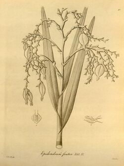 Epidendrum frutex - Xenia vol 1 pl 37 (1858).jpg