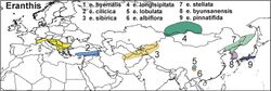 Eranthis distribution map.jpg