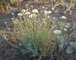 Erigeron-filifolius-var-filifolius 8817437746 o 2.jpg