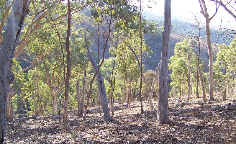 File:Eucalyptus forest2.jpg