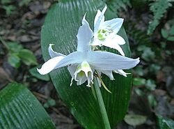 Eucharis candida (14277378282).jpg