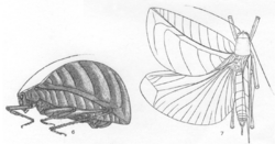 Eulophophyllum thaumasium Hebard 1922.png