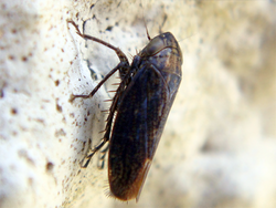 Euscelis sp.png