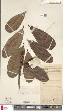 Ficus retusa herbarium sheet.jpg