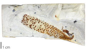 Fossil sponge Chancelloria pentacta.png
