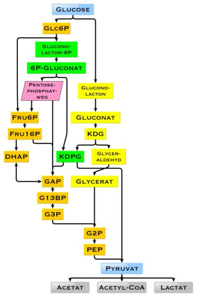 File:Glucose catabolism intermediates de.png