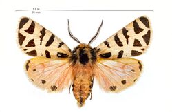 Grammia nevadensis with scale.jpg