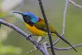 Green-tailed Sunbird Sikkim India.jpg