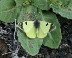 Greenish Black-tip (Euchloe charlonia) 2.jpg