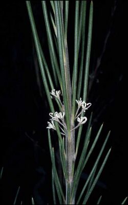 Hakea macrorrhyncha.jpg