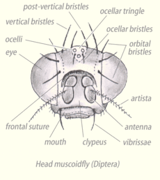 Muscoid head:Frontal suture