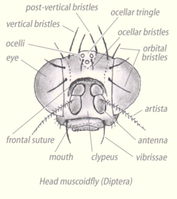 Head-diptera-muscoidfly.gif