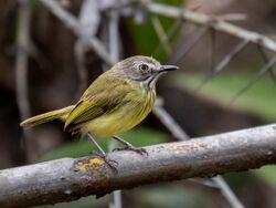 Hemitriccus striaticollis - Stripe-necked Tody Tyrant; Arari; Maranhão, Brazil.jpg