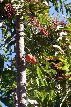 Hicksbeachia pinnatifolia cultivated tree.JPG