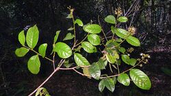 Hirtella santosii Prance (15663751651).jpg