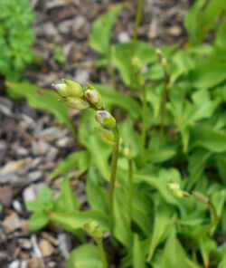 Hosta minor 2017-06-25 3205.jpg