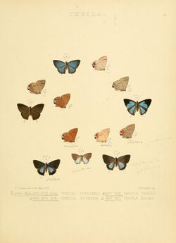Illustrations of diurnal Lepidoptera 76.jpg