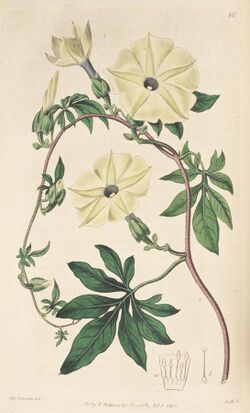 Ipomoea tuberculata Bot. Reg. 1. 86. 1816.jpg