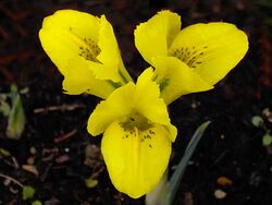Iris danfordiae 5.JPG