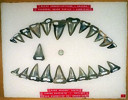Isurus hastalis teeth.jpg