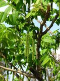 Juglans mandshurica 02.JPG