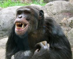 Knoxville zoo - chimpanzee teeth.jpg