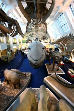 Large Mammal Room.jpg