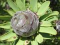 Leucadendron pubescens female Flipphi 2.jpg