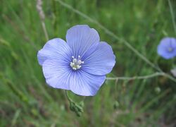 Linum narbonense flor.jpg