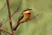 Little bee-eater (Merops pusillus pusillus).jpg