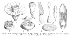 Loganiaceae spp EP-IV2-024.png