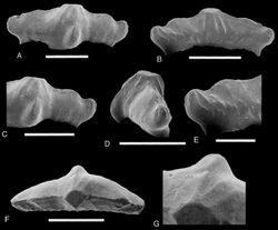 Lonchidion sp. - Tendaguru Formation, Tanzania.jpg