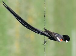 Long-tailed Widowbird (Euplectes progne) male .... (46718360972).jpg