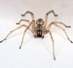 Long Legged - Yellow - Sac Spider (Cheiracanthium mildei)