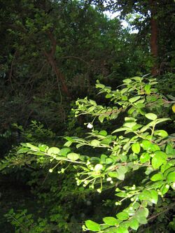 Luma apiculata5.jpg