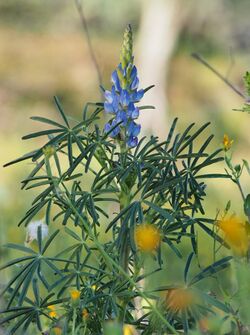 Lupinus angustifolius 20150331 a.jpg