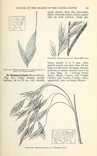 Manual of the grasses of the United States (Page 45) BHL42020646.jpg