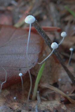 Marasmius setosus a2 detail.jpg