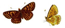 Melitaea aurelia - Ehrenpreis-Scheckenfalter.jpg