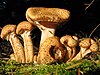 Mushroom-IMG 1469.JPG