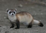 Brown, black, and white mustelid on dirt