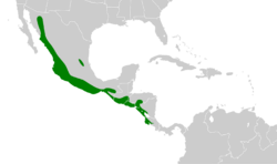 Myiarchus nuttingi map.svg