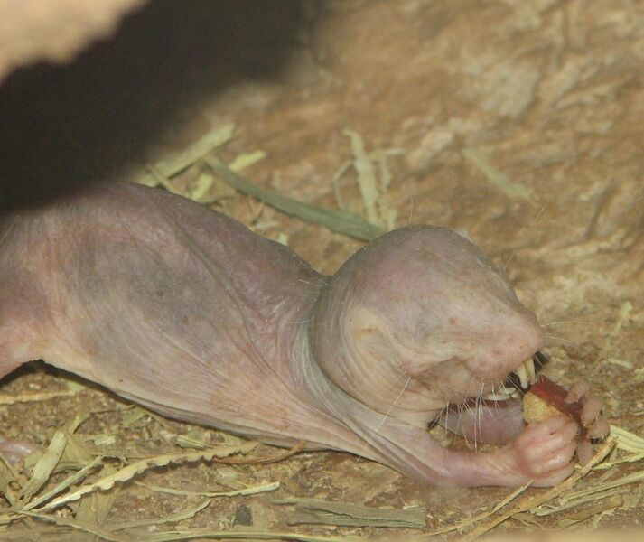File:Naked Mole Rat Eating.jpg