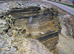 New Albany Shale (Upper Devonian; MacDonald Knob Outcrop, Bullitt County, Kentucky, USA) 11 (44085616790).jpg