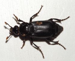 Nicrophorus humator01.jpg