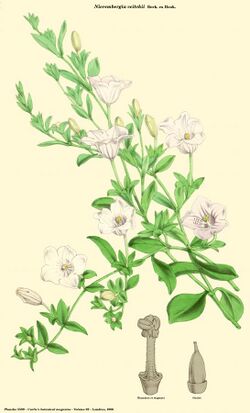 Nierembergia veitchii (Curtis).jpg