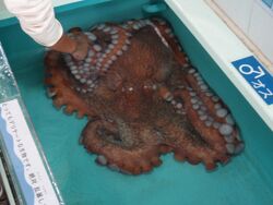 North Pacific Giant Octopus.JPG